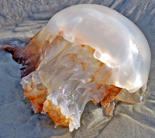canonball-jellyfish2