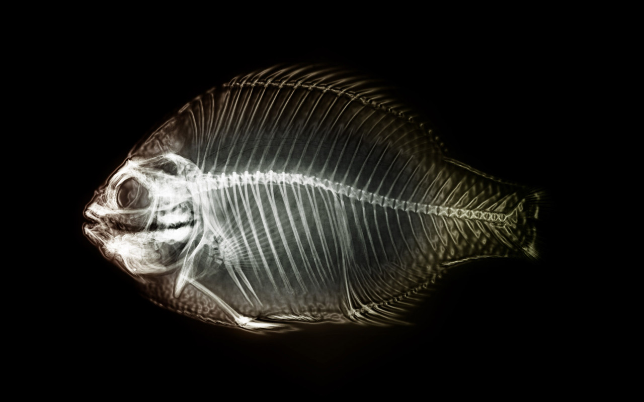 x-ray-fish