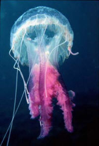 Mauve Stinger Jelly-Fish